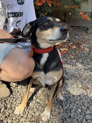 Отдам даром собаку: Собака даром: Дворняжка, 2 года, Самка, С прививкой — 6