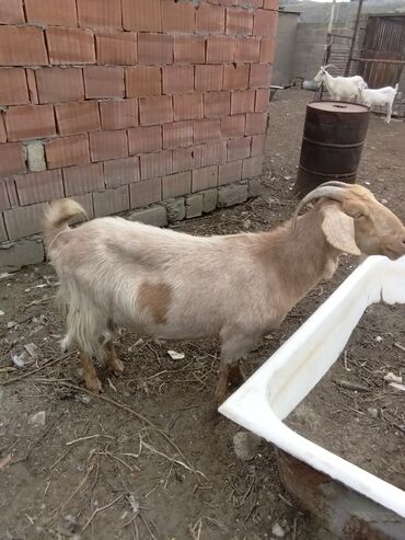 Keçi, çəpiş: Keçilər dəsti satılır – ümumi 6 baş • 1 baş hələpnən × sanen dönməsi — 2