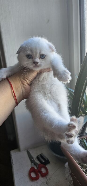 мальтипу купить в баку: Şinşilla, Erkək, Yaxşı əllərə, Ünvandan götürmə, Ödənişli çatdırılma