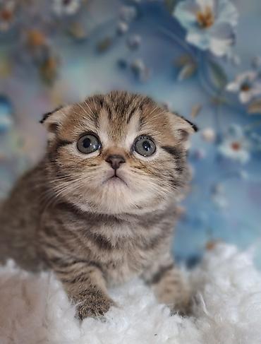Продажа кошек: Скотиш Фолд (Шотландская вислоухая), 2 месяца, Девочка, Приучена к лотку, Проглистована — 11