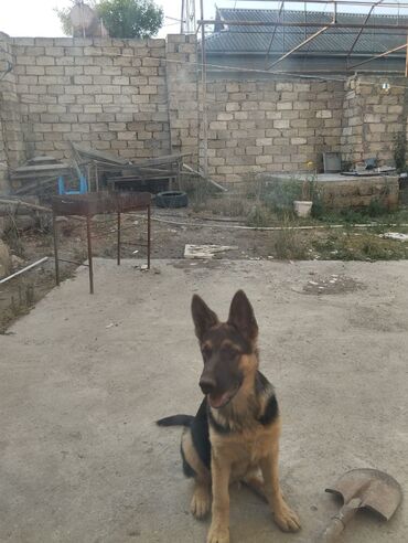 doberman it: Alman çoban iti, 4 ay, Erkek, Peyvəndli