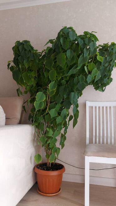 декоративные растения: Пуанссетия. Высота от пола 170 см. Декоративное дерево. ЖМ Кара Жыгач