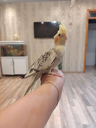 bala pisik ucuz: Korella baladi 4 aylıq qızdı ələ oresib 35 manat fikiri ciddi olanlar — 4