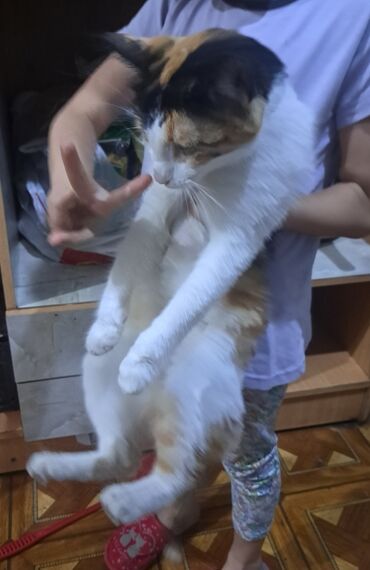 котята сибирской кошки: Отдам кошку в хорошие руки девочка 2 года. Причина переезжаем Бишкек