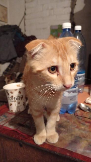 ищу котят: Скотиш Фолд (Шотландская вислоухая), 3 месяца, Мальчик, Рыжий — 5