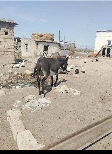 heyvan alqi satqisi: Satılır ciddi alıcılar yazsın cavab veriləcək qiymətdə cüzi endirim — 5