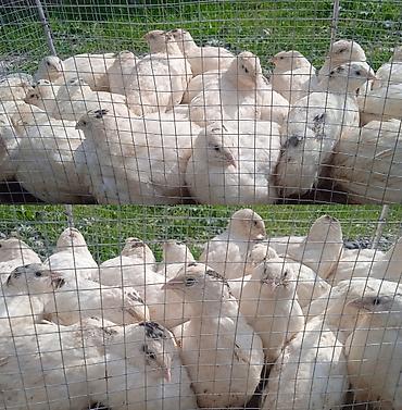 geref qus: Yalnız bizdə Yumurtaya başlamasına 15+ gün qalmış Jumbo Yumurtalıq və — 4