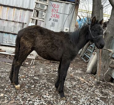 Лошади, кони: Продаю | Жеребенок | Для разведения | Племенные at lalafo.kg — 9 Лошади, кони: Продаю | Жеребенок | Для разведения | Племенные — 9
