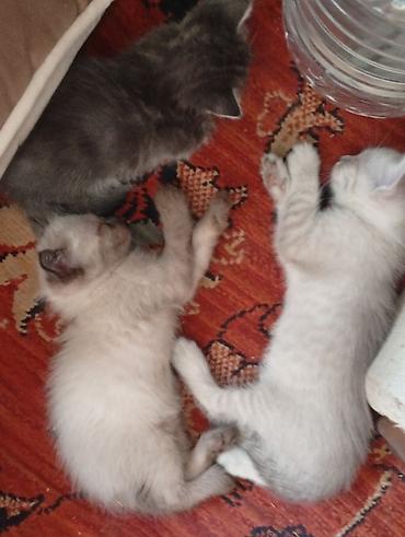 Животные: Котята, помёт из трёх малышей. - Окрас: один серо‑дымчатый с белой — 4