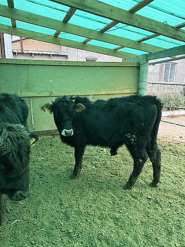 Коровы, быки: Продаю | Бык (самец) — 2