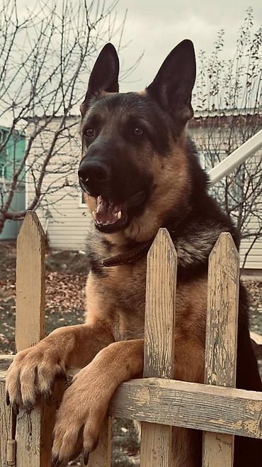 Продажа собак: ❗️❗️❗️❗️ВЯЗКА ❗️❗️❗️Восточно европейская овчарка .Сильный мощный — 4