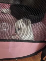 Pişiklər: Şinşilla, Dişi, Erkək — 4