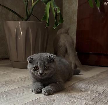 Кошки: Шотландская — 1