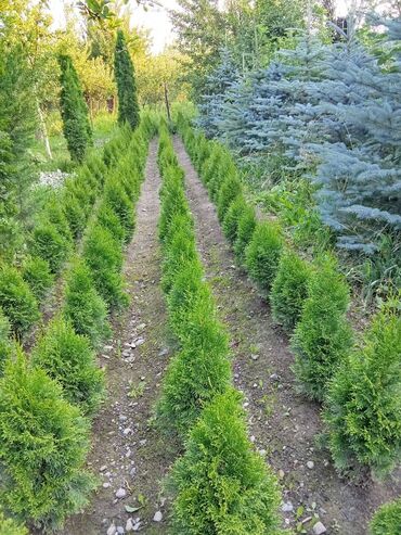 детские 2 х ярусные кровати: 🌿 Жашыл көрктүү көчөттөр сатылат! 🌿 ✅ Туя Смарагд – бийиктиги 80