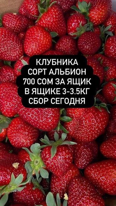 ящик для клубника: Клубника Альбион, Оптом