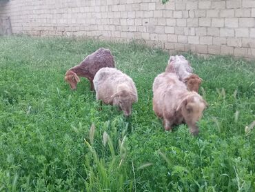 Qoyunlar, qoçlar: Dişi, il: 3