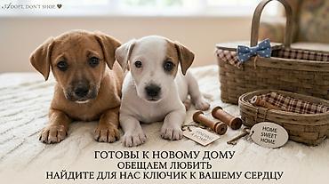 щенята даром: Собака даром: 3 месяца, Самка — 2