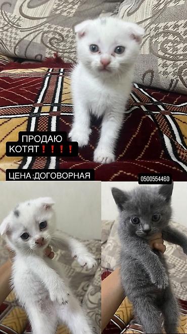кошки манчкины: Котята, домашний помет. - Окрас: белый с отметиной на голове — 4