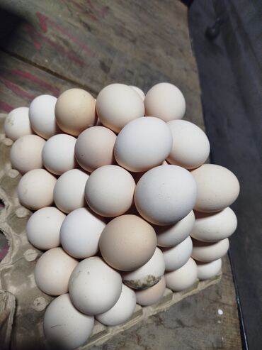 лотки для яйца: Жумуртка оптом бардык категория бар