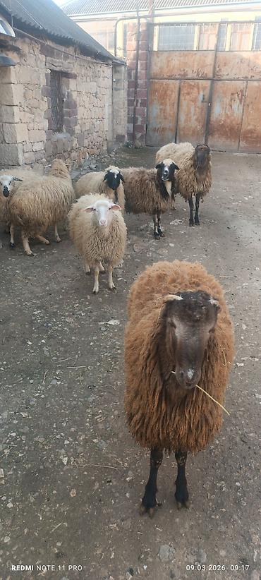 Qoyunlar, qoçlar: Satışda: qoyun sürüsü - Növ: yerli merinos qoyunlar (quzu və ana — 1