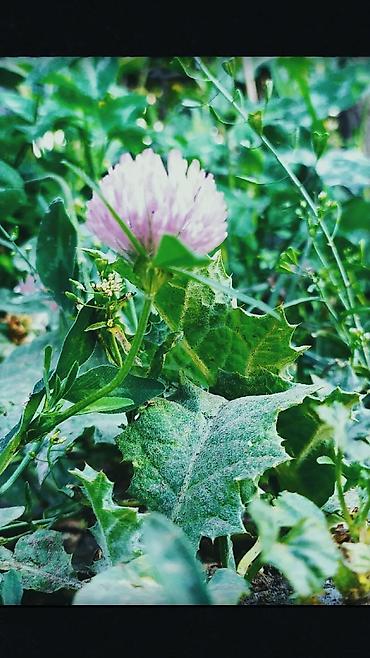 земля коп: Семена клевера лугового (Trifolium pratense) - Многолетний кормовой и — 1