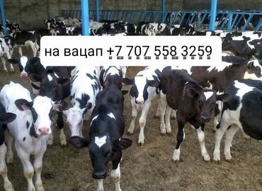 ат улакка: Телята в наличии ͇+͇7͇7͇0͇7͇5͇5͇8͇3͇2͇5͇9͇ Продам телят Александр На