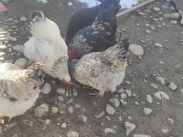 Куры, петухи: Продаю | Куры, Цыплята | Домашняя | На забой — 2