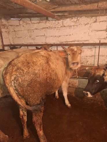 Inəklər, öküzlər: 3 de qisir iney 4850 ze deyirem kom satilir tekliyende qiymet ferqli — 23