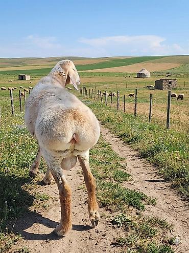 Баран, овца: Продаю | Баран (самец) | Арашан — 11