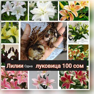 цена пшеницы в бишкеке 2022: Продаю луковицы Лилии, разных цветов, цвета смешанные, район