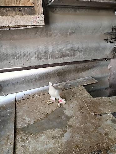 Птицы: Продаю молодых голубей 1 шт стоит пятьсот сом окончательно родители — 6