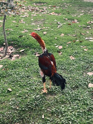 Yumurta: Heyratı yumurtaları satılır Sosyet cinsi fərələrdi — 10