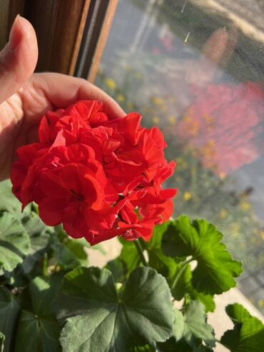 Otaq bitkiləri: Otaq və balkon üçün dekorativ bitkilər kolleksiyası - Qırmızı — 4