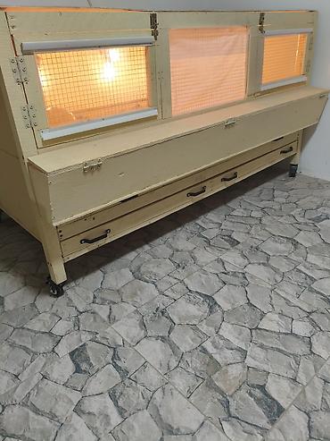 bildircin qusu: Avstrolop cuceleri 2,5azn ve bruderler — 3