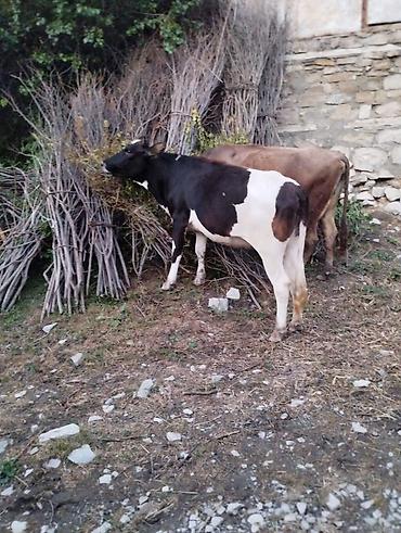 keci pendiri qiyməti: Dana, buzov, Dişi, Holsteyn, ay: 2, 150 kq, Damazlıq, Ünvandan götürmə — 5