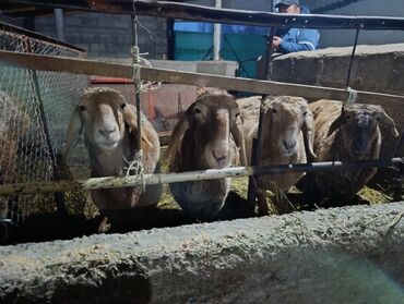 Бараны, овцы: Продаю | Овца (самка) | Арашан | Для разведения — 1