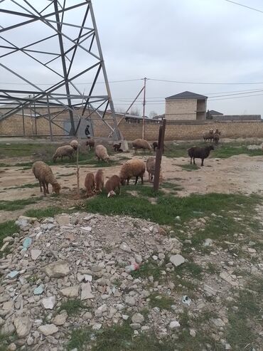 balalı qoyunlar: Ünvandan götürmə