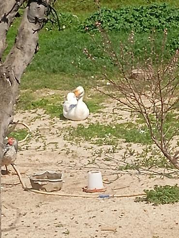 K/t heyvanları və malları: Ağ qaz satılır. 50 - Yerli təsərrüfat quşu, açıq həyətdə saxlanılıb — 1