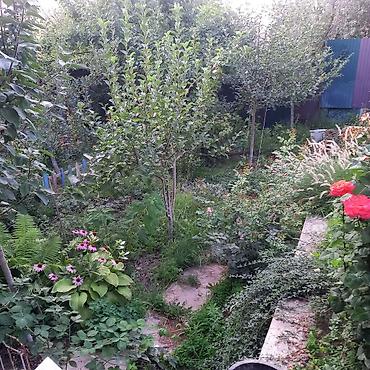 Продажа дач: Продаю домрасположен в с.Беш кунгей,Ст"Трудовой отдых" 67,красная — 17