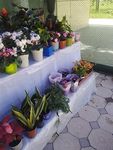 Другие садовые цветы и кустарники: Садовый центр/питомник растений и товаров для сада - Широкий выбор — 6