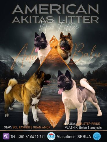 Psi: Na prodaju 3 muška šteneta iz vrhunskog legla, od oca Balua, oba pola — 1