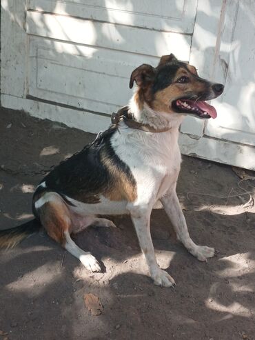продажа щенков бишкек: Собака даром: 5 лет, Самка, С прививкой