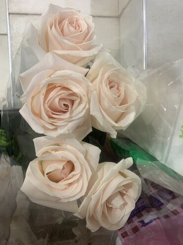 галанские розы: Букет роз купили сегодня брали за 900 отдам за 350