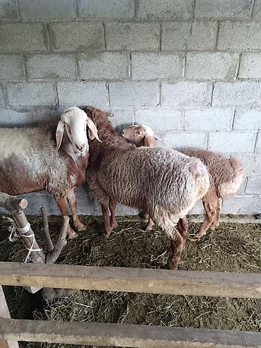 Баран, овца: Продаю | Баран (самец) at lalafo.kg — 11 Баран, овца: Продаю | Баран (самец) — 11