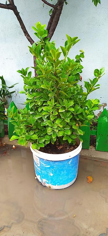 col bitkiləri: Bəzək kolu – Euonymus (qızılı-yaşıl yarpaqlı sortlar) - Saksıda — 3