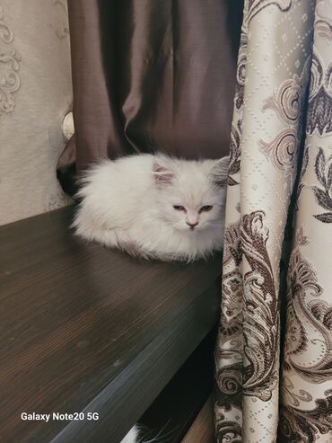 домашний питомец: Скотиш Страйт (Шотландская прямоухая), 3 месяца, Мальчик, Серебристая шиншилла, Приучена к лотку, Проглистована, С прививками