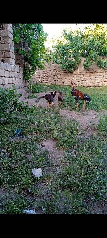 Göyərçinlər: Yanvarın biri çıxıblar ucude satılır 2 beçə bir fere atalarıda bu lalafo.az -da Göyərçinlər: Yanvarın biri çıxıblar ucude satılır 2 beçə bir fere atalarıda bu
