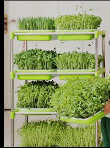 Другие товары для кухни: Лотки для проращивания:
маленький черный 300с
большой прозрачный 400с — 9