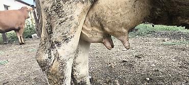 ячмен продаю: Продаю | Корова (самка) | Голштин, Алатауская | Для молока — 4