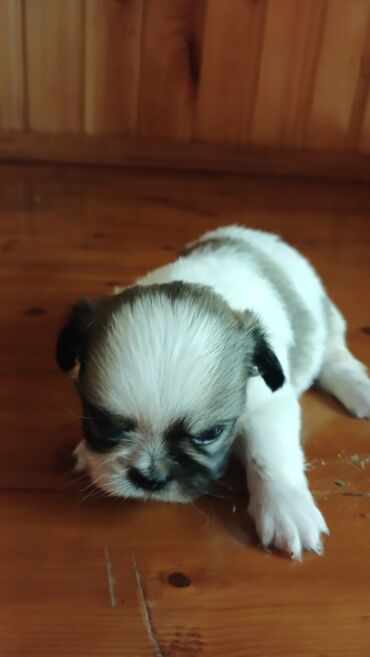 zvanoq itlər: Pekines, 1 ay, Dişi